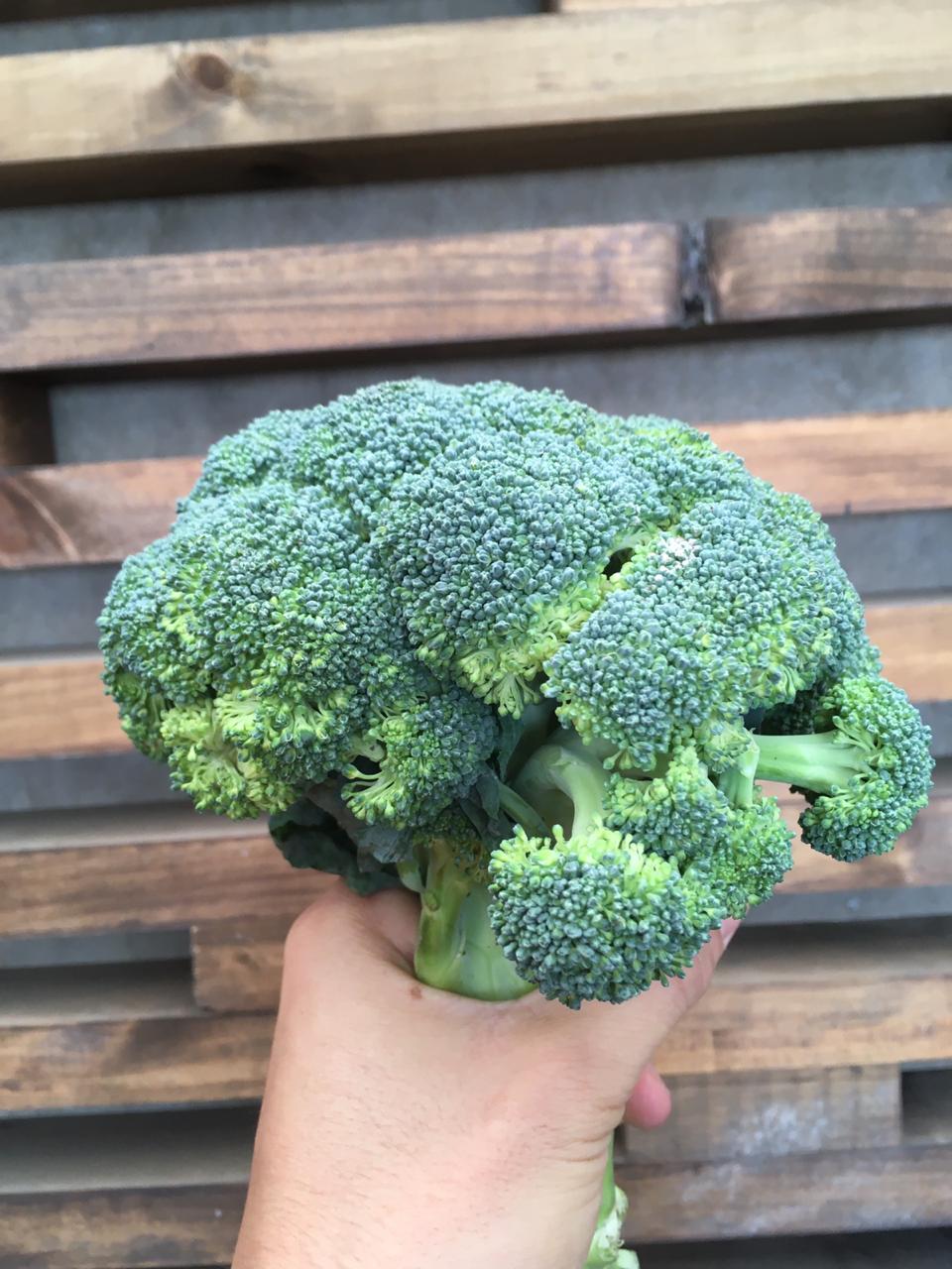 Brocoli (uni)