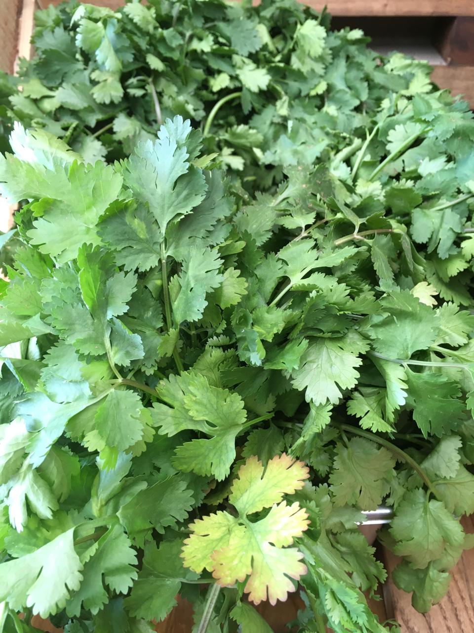 Cilantro (uni)